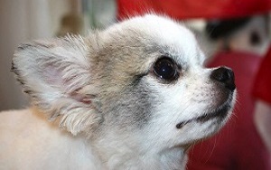 Mise en beauté de vos animaux au Salon de toilettage vaison la romaine